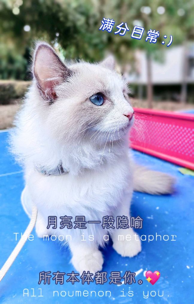 猫图片|宠物猫|猫咪|