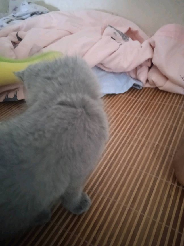 猫图片|宠物猫|猫咪|