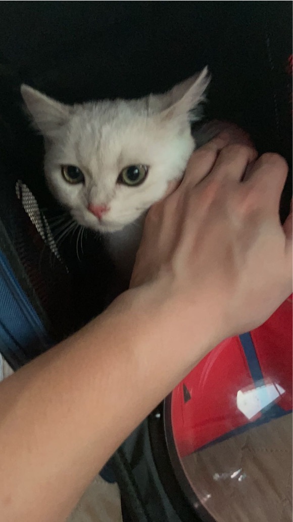 猫图片|宠物猫|猫咪|