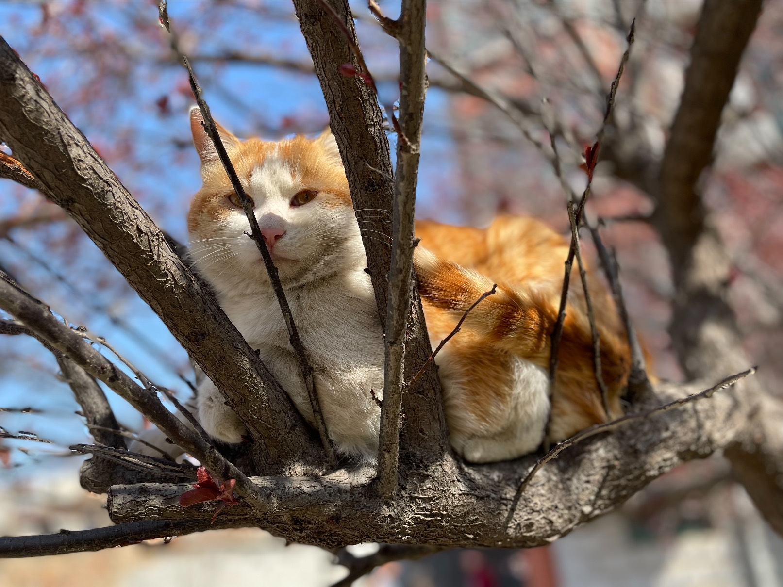 猫图片|宠物猫|猫咪|