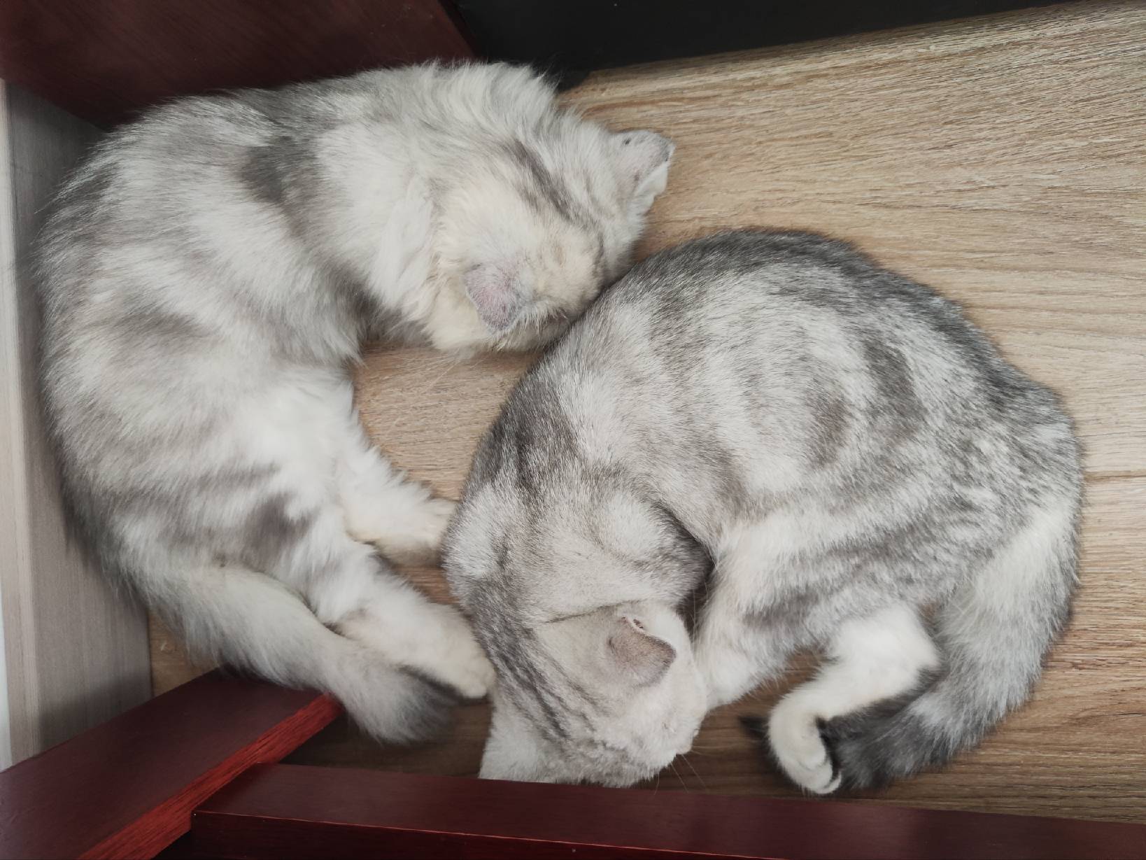 猫图片|宠物猫|猫咪|