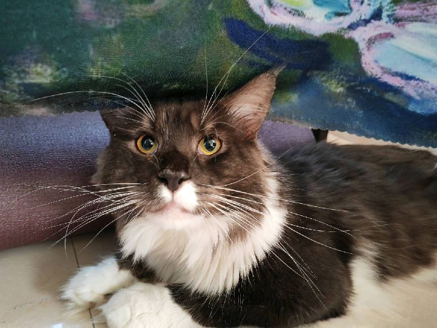 猫图片|宠物猫|猫咪|