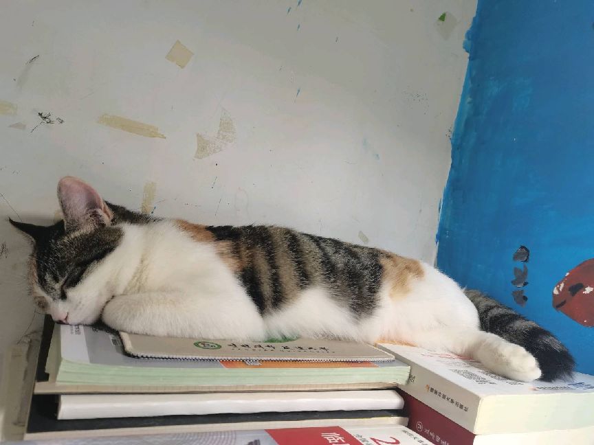 猫图片|宠物猫|猫咪|