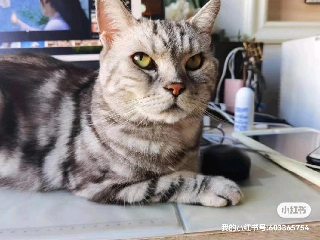 猫图片|宠物猫|猫咪|
