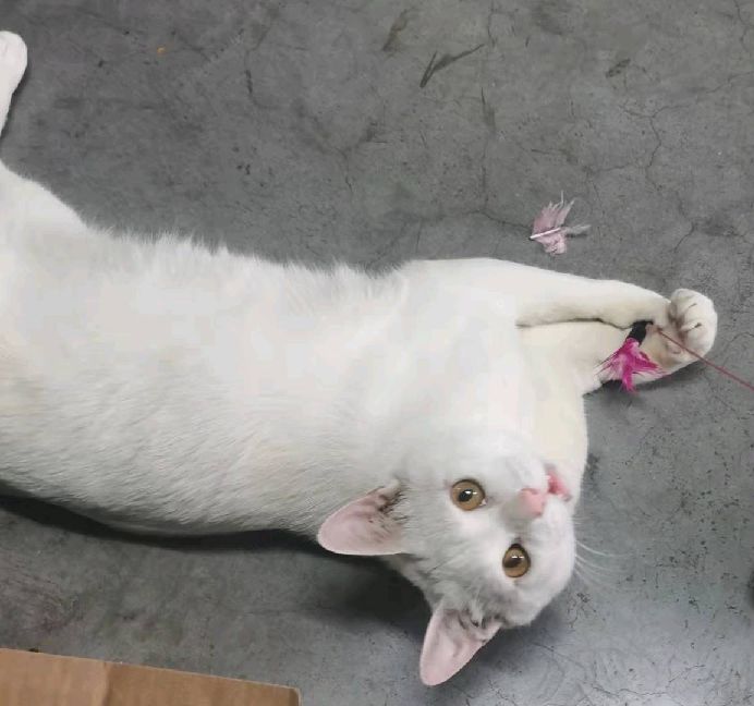 猫图片|宠物猫|猫咪|