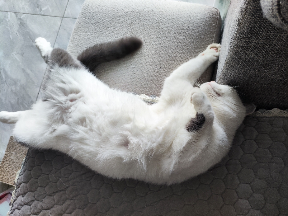 猫图片|宠物猫|猫咪|