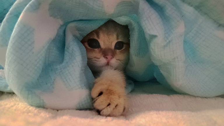 猫图片|宠物猫|猫咪|