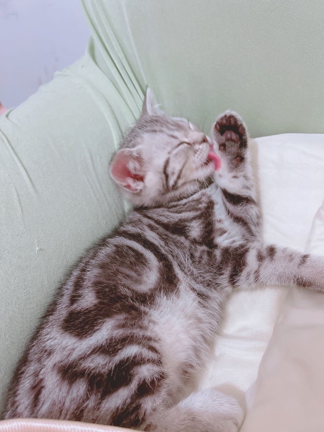 猫图片|宠物猫|猫咪|