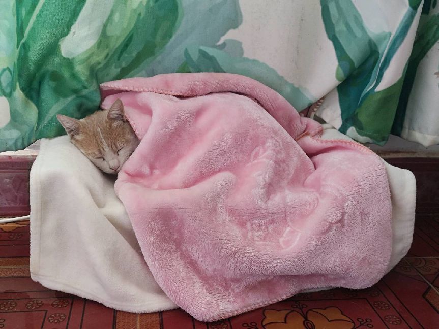 猫图片|宠物猫|猫咪|