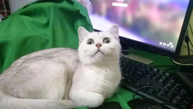 猫图片|宠物猫|猫咪|