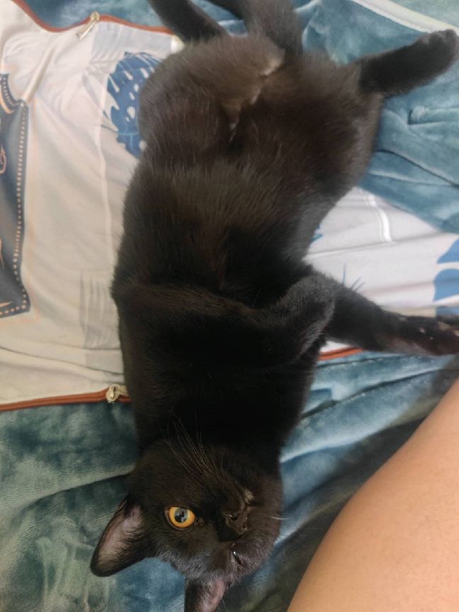 猫图片|宠物猫|猫咪|