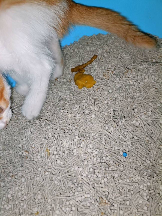 猫图片|宠物猫|猫咪|