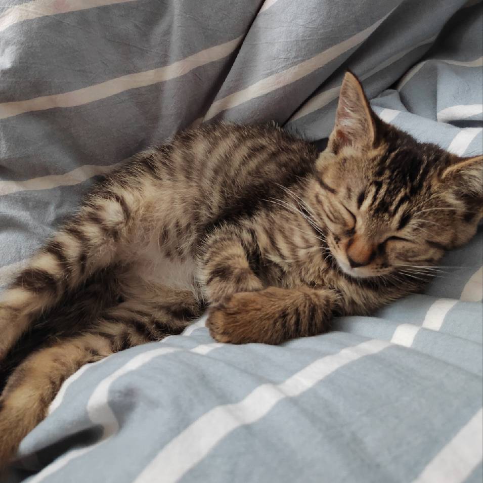 猫图片|宠物猫|猫咪|