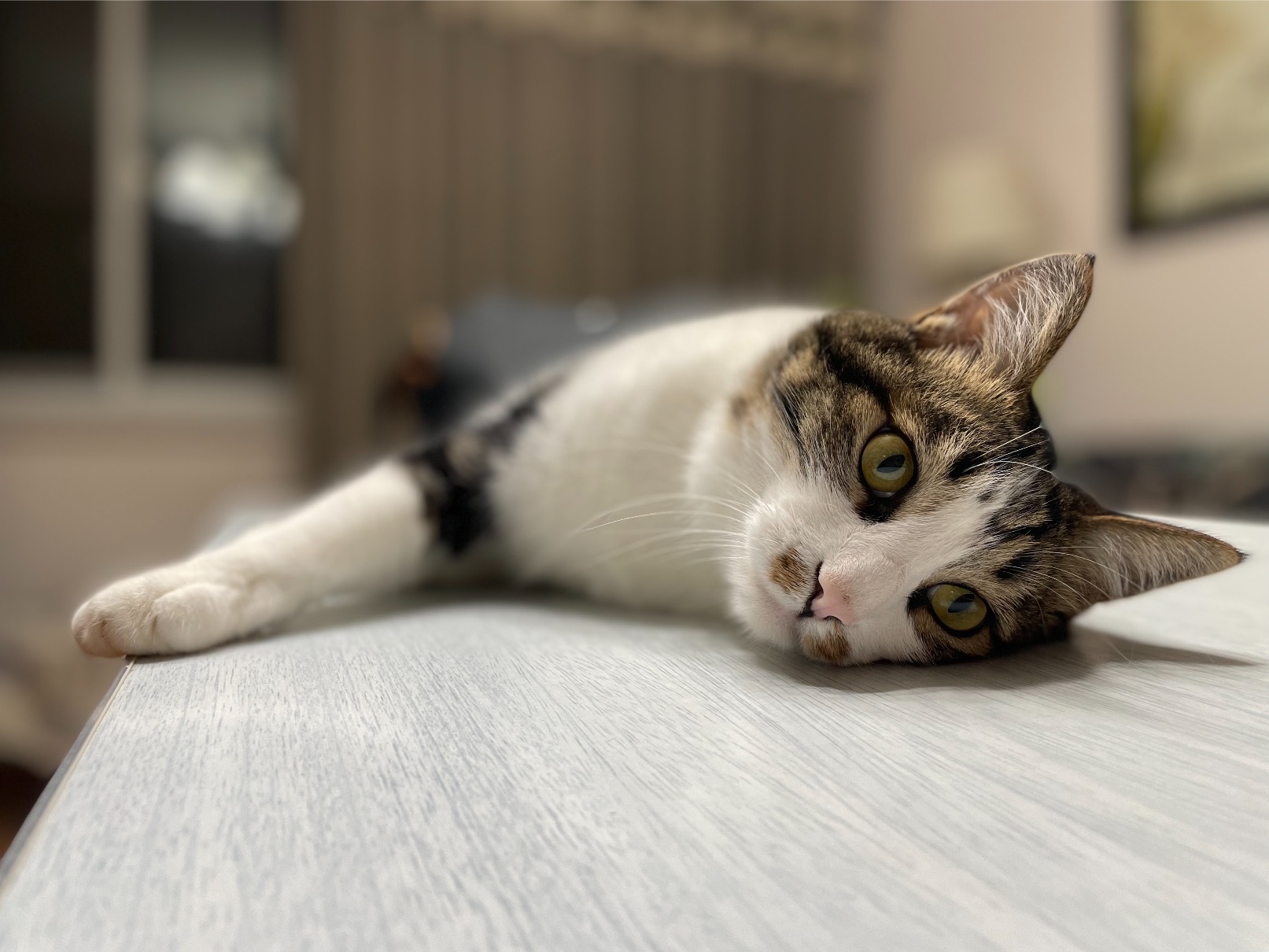 猫图片|宠物猫|猫咪|