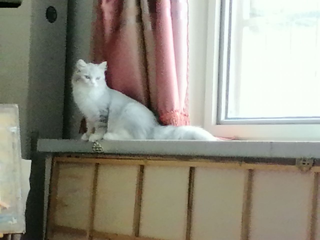 猫图片|宠物猫|猫咪|