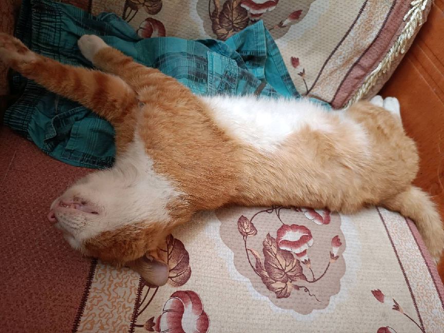 猫图片|宠物猫|猫咪|