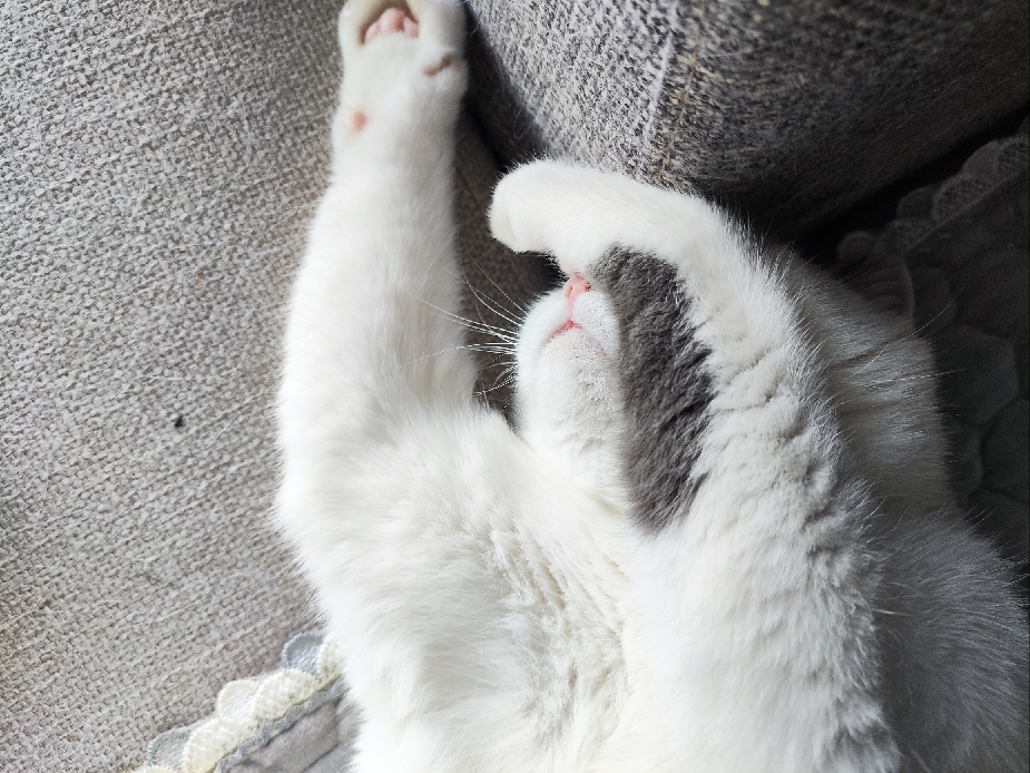 猫图片|宠物猫|猫咪|