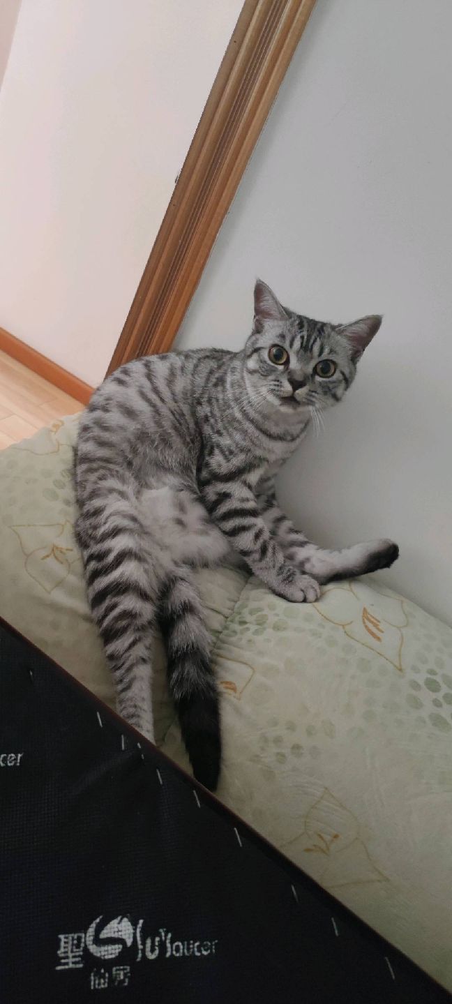 猫图片|宠物猫|猫咪|