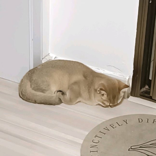 猫图片|宠物猫|猫咪|