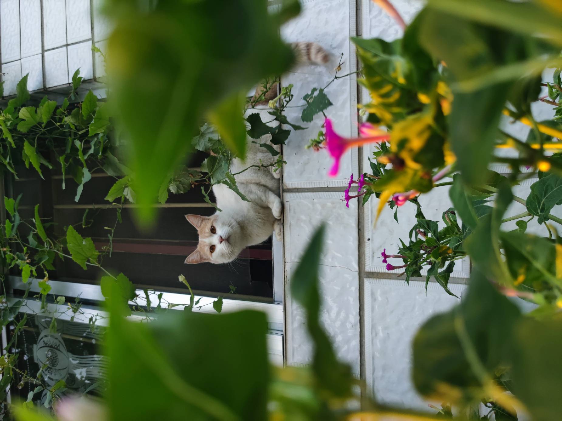 猫图片|宠物猫|猫咪|