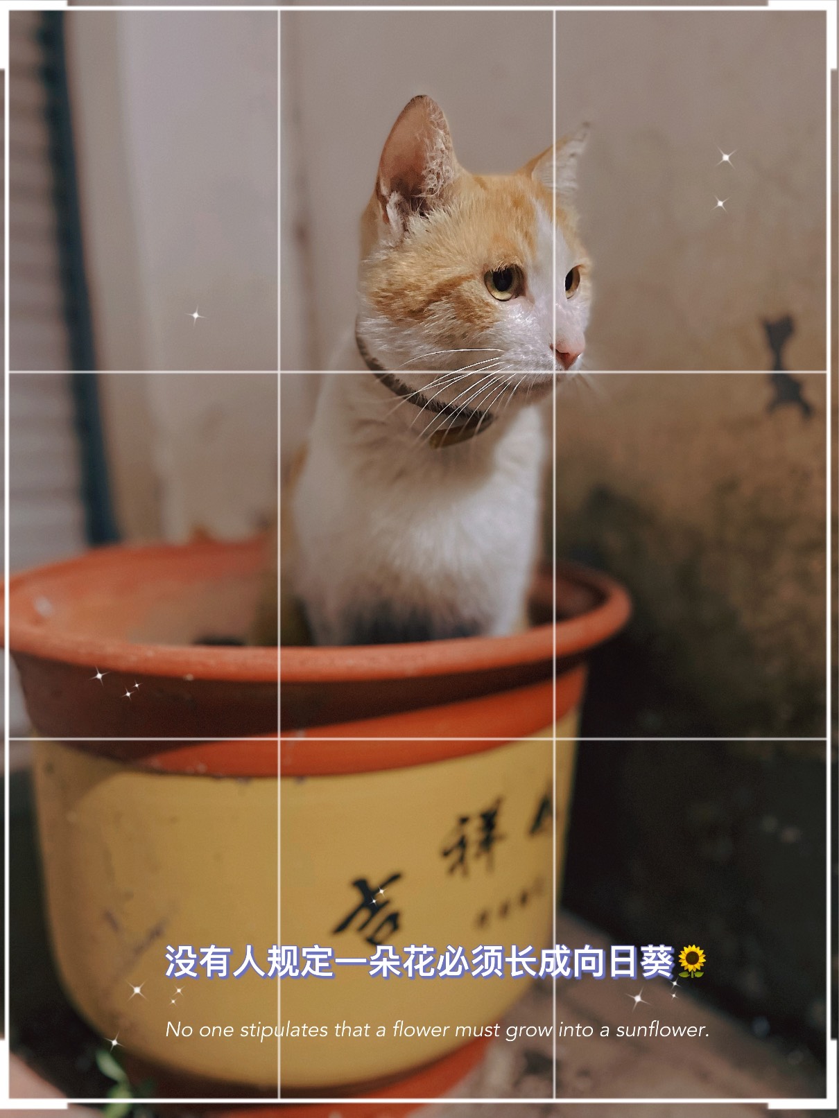 猫图片|宠物猫|猫咪|