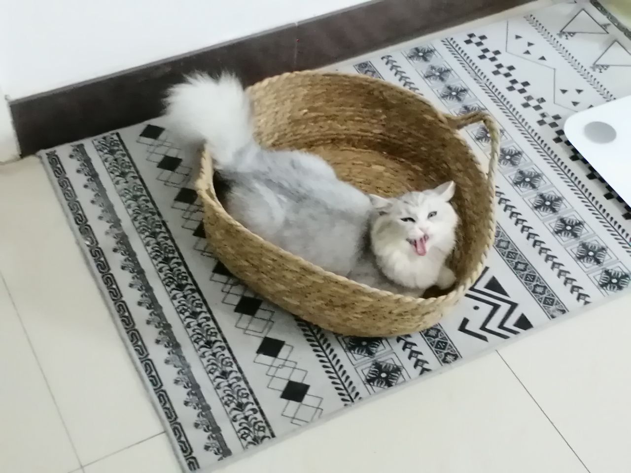 猫图片|宠物猫|猫咪|