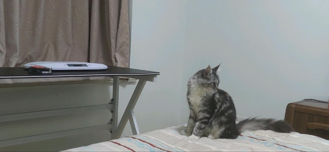 猫图片|宠物猫|猫咪|