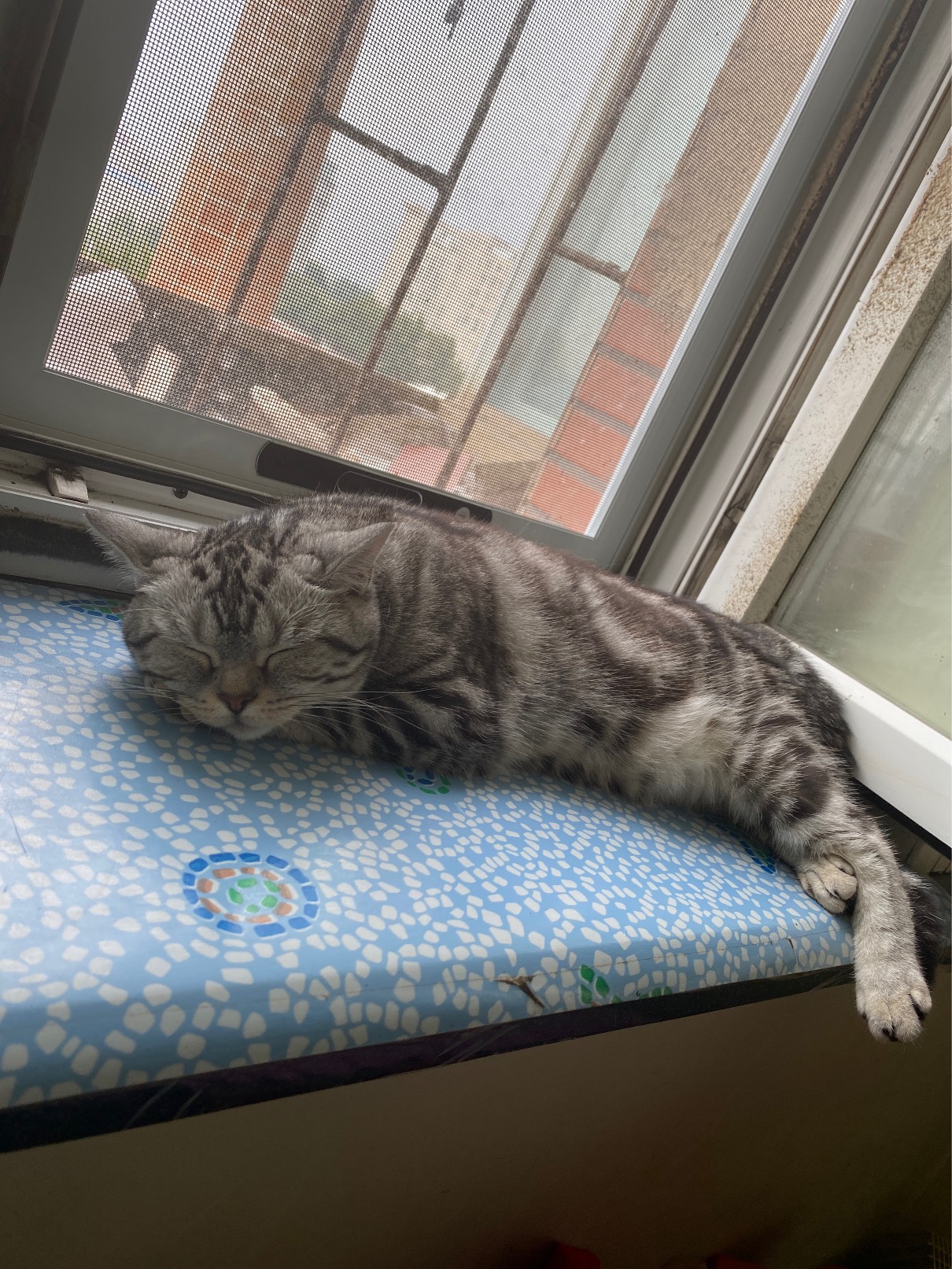 猫图片|宠物猫|猫咪|