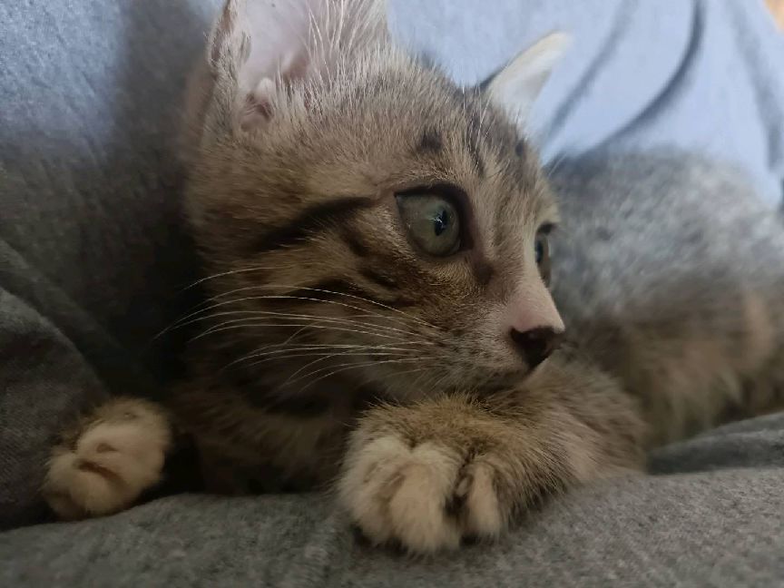 猫图片|宠物猫|猫咪|