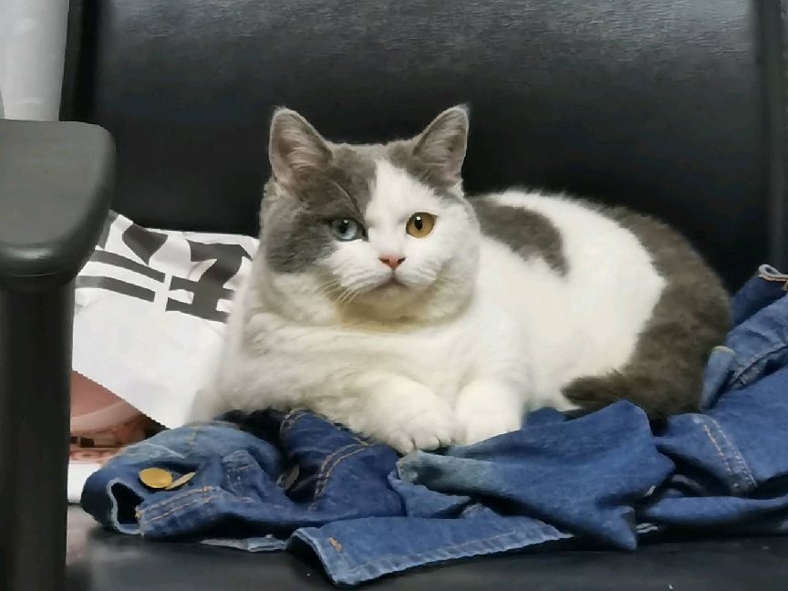 猫图片|宠物猫|猫咪|