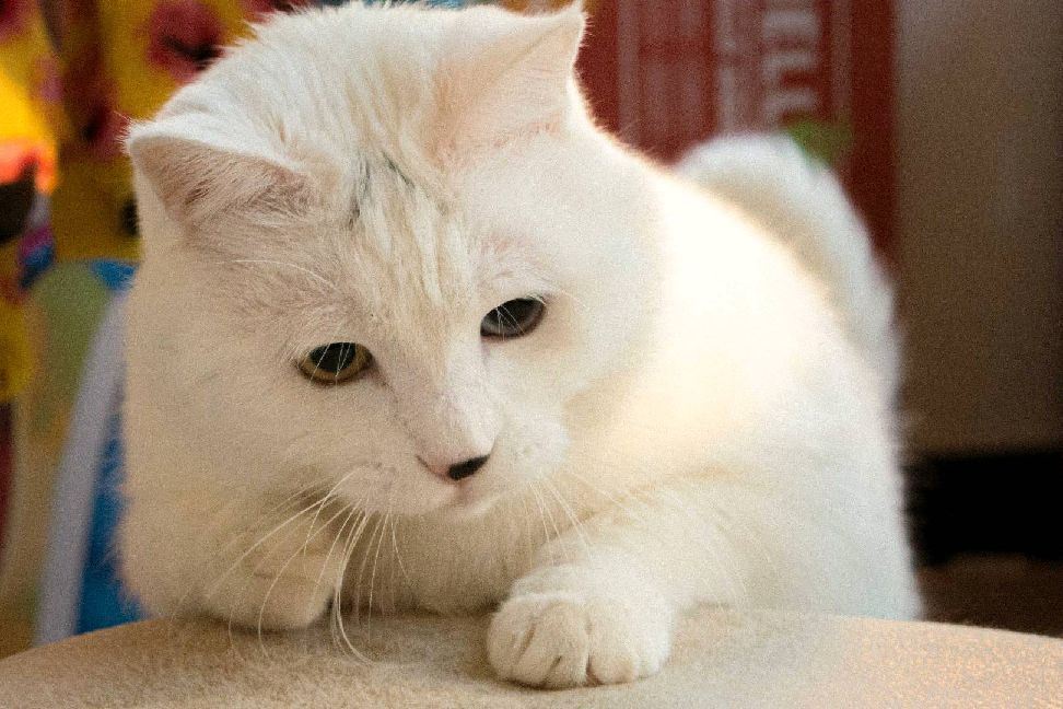 猫图片|宠物猫|猫咪|