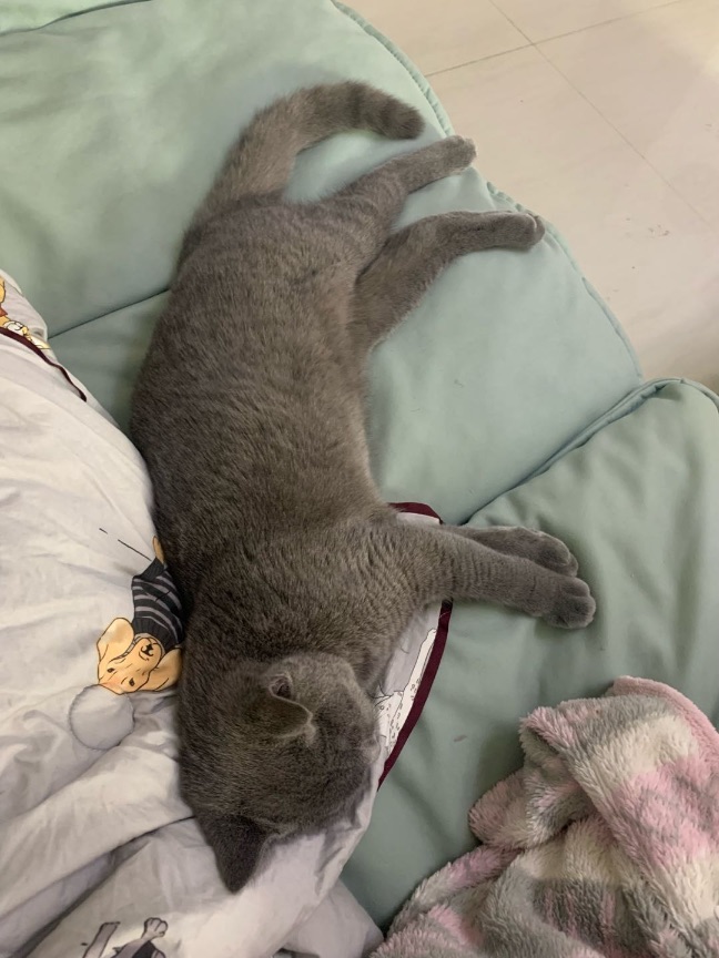 猫图片|宠物猫|猫咪|