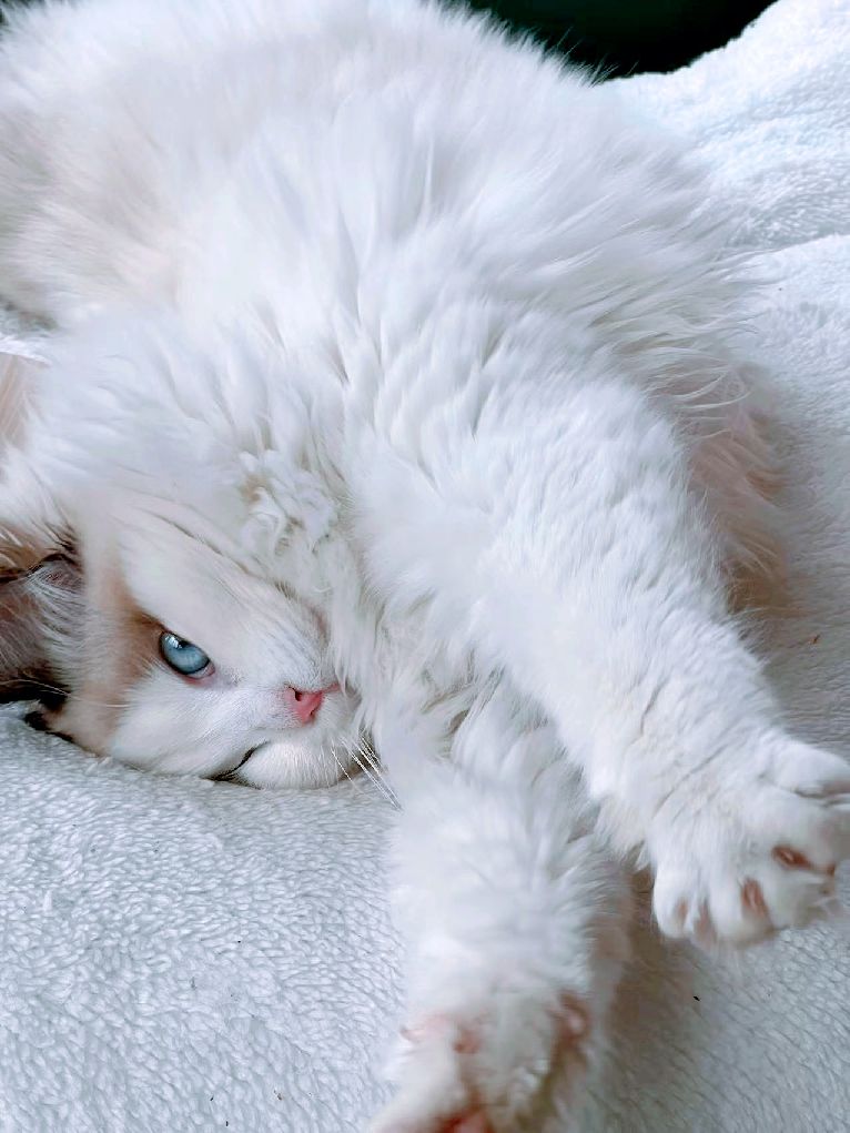 猫图片|宠物猫|猫咪|