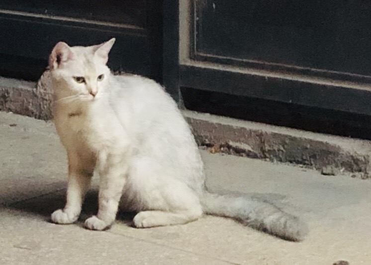 猫图片|宠物猫|猫咪|