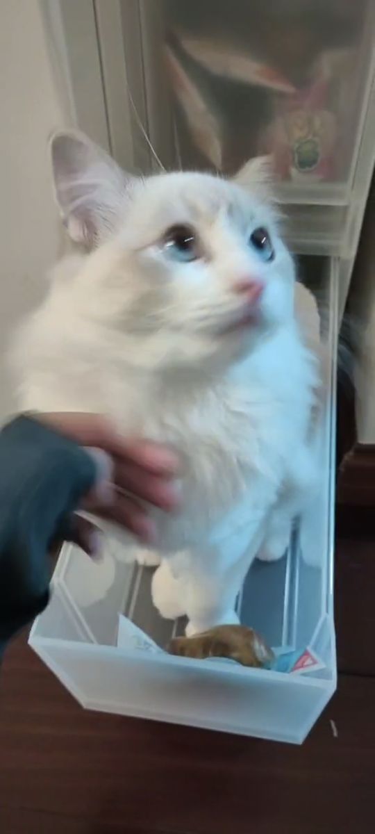 猫图片|宠物猫|猫咪|