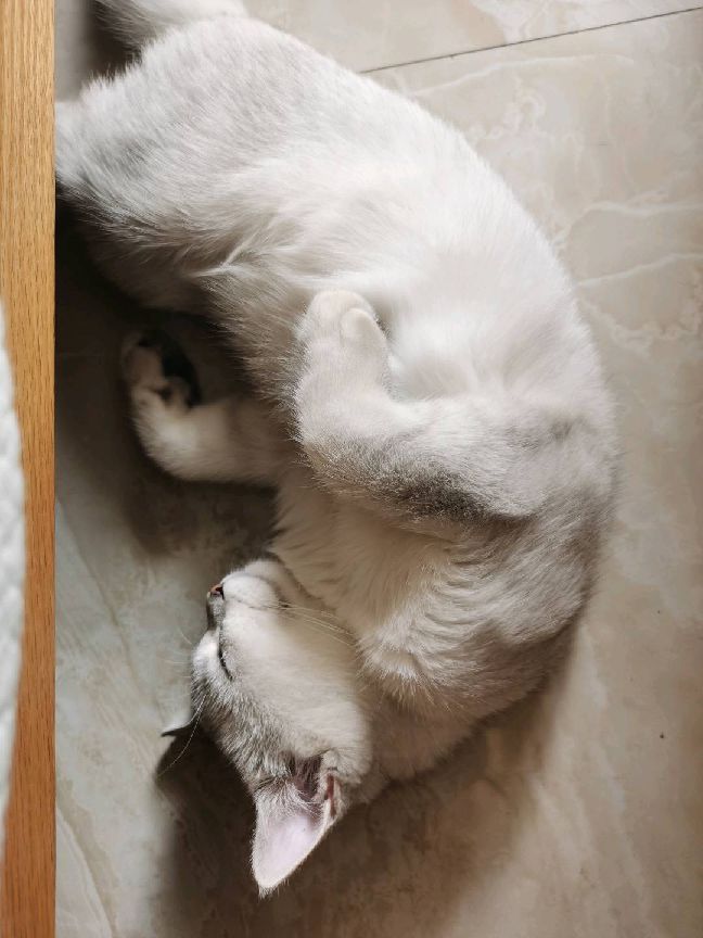 猫图片|宠物猫|猫咪|