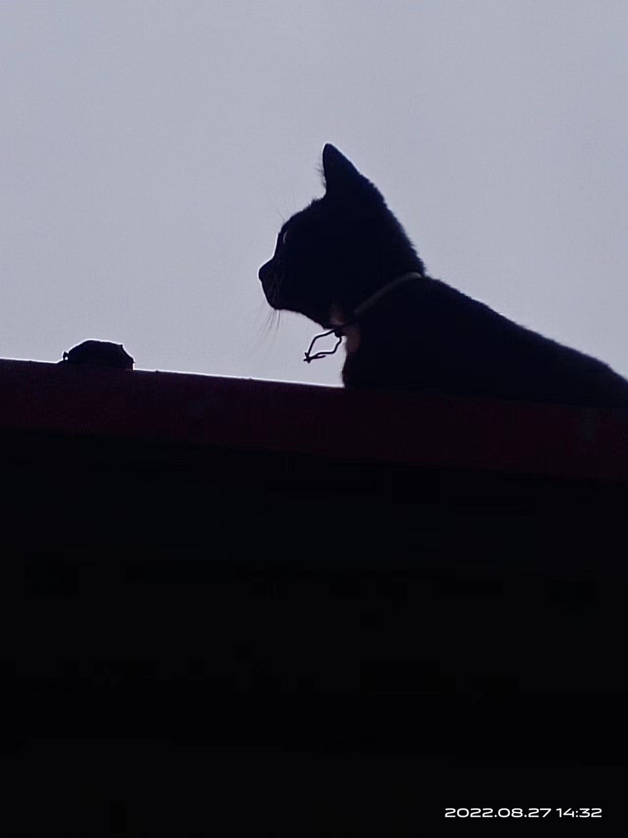 猫图片|宠物猫|猫咪|