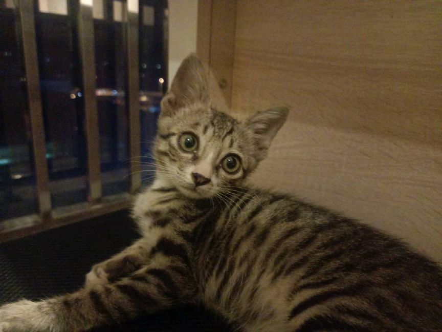 猫图片|宠物猫|猫咪|