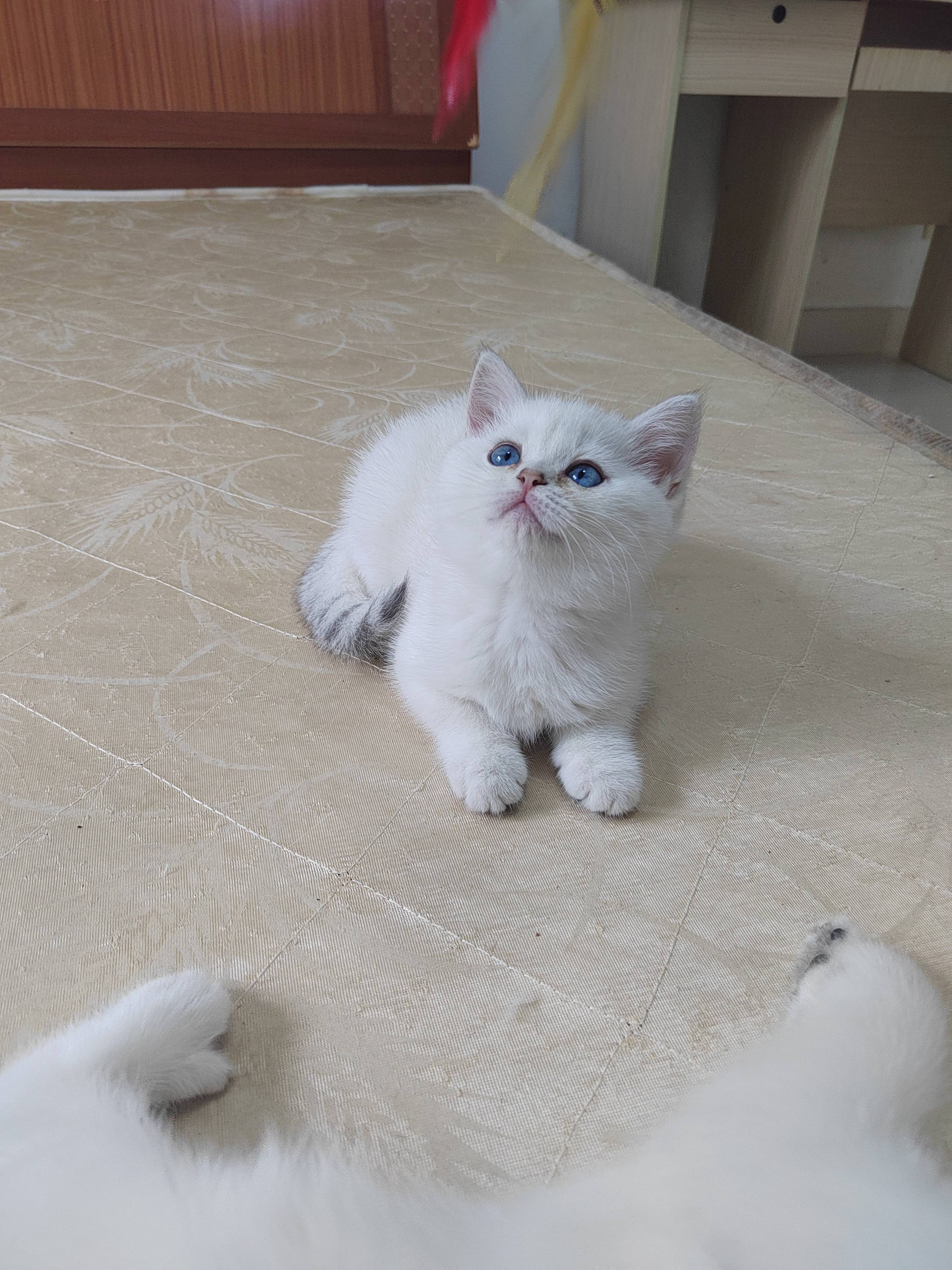 猫图片|宠物猫|猫咪|