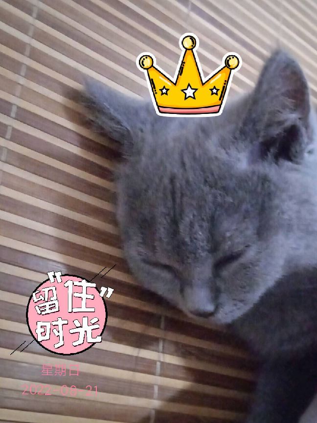 猫图片|宠物猫|猫咪|