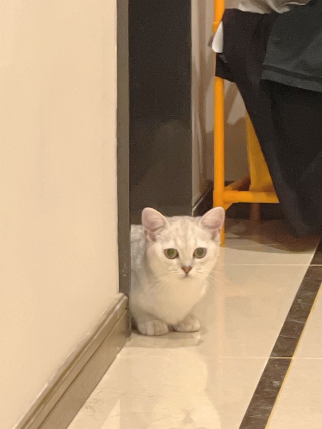 猫图片|宠物猫|猫咪|