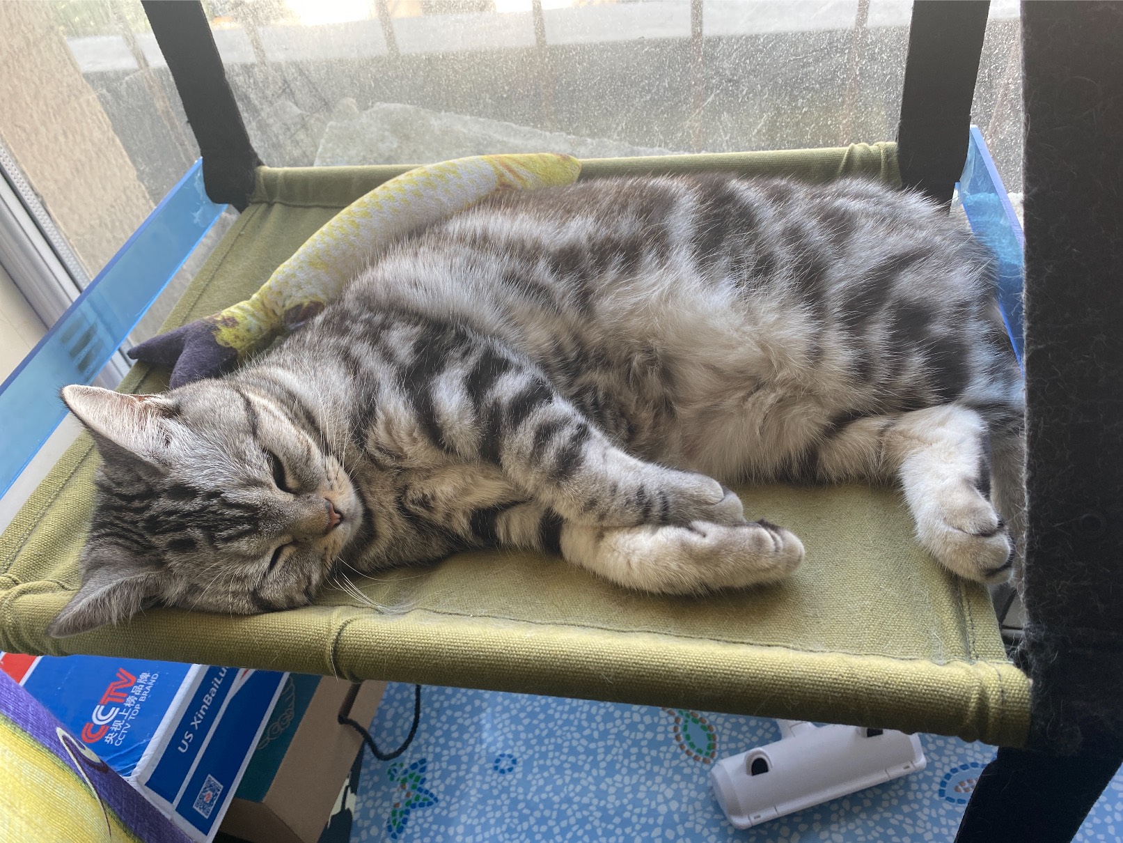 猫图片|宠物猫|猫咪|