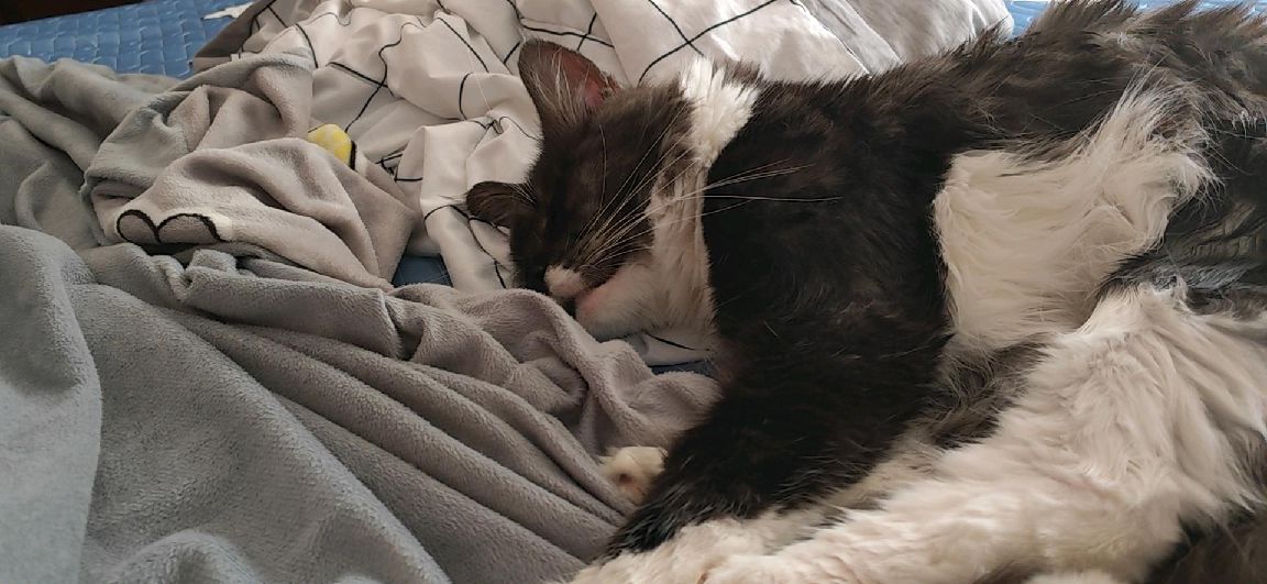 猫图片|宠物猫|猫咪|