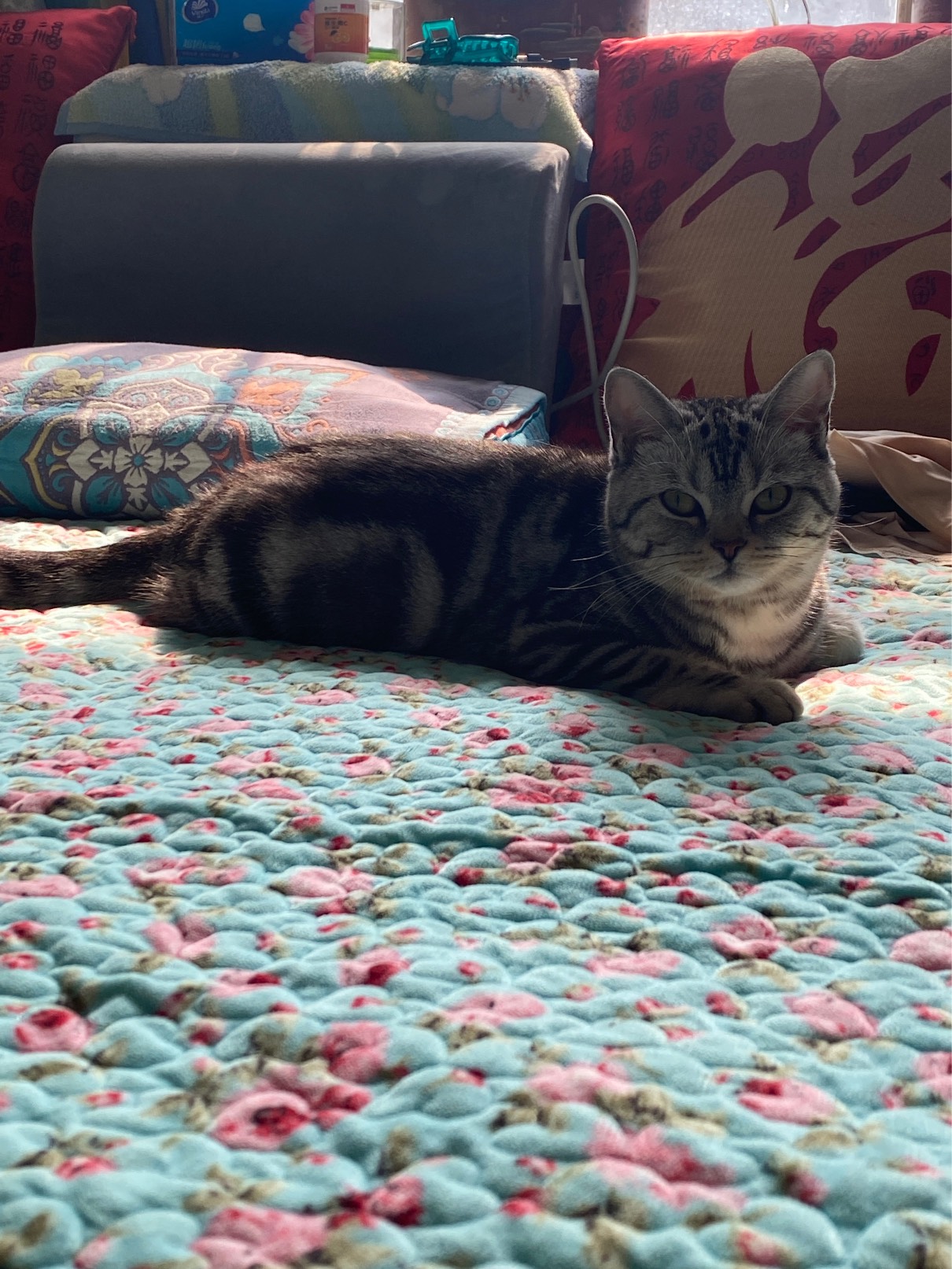 猫图片|宠物猫|猫咪|