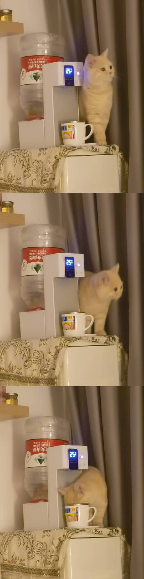 猫图片|宠物猫|猫咪|