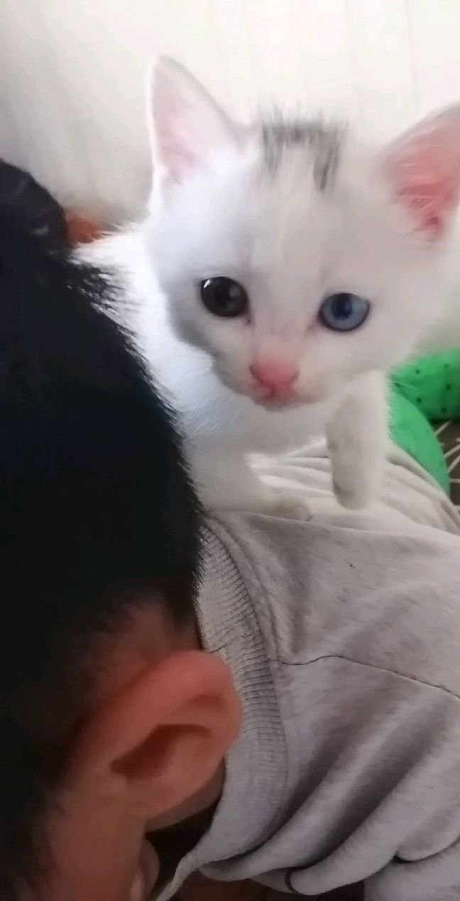 猫图片|宠物猫|猫咪|