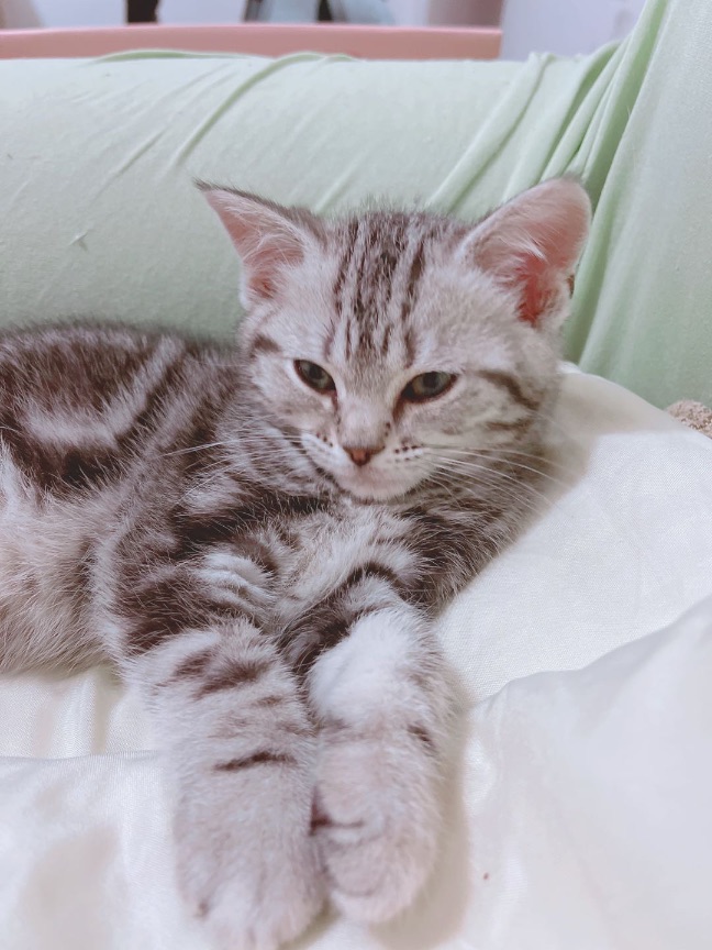 猫图片|宠物猫|猫咪|