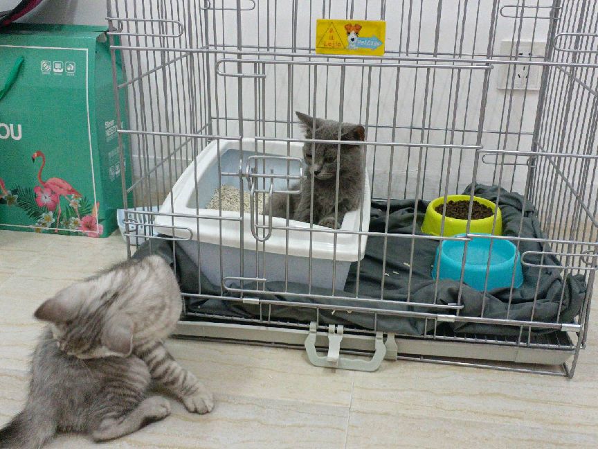 猫图片|宠物猫|猫咪|