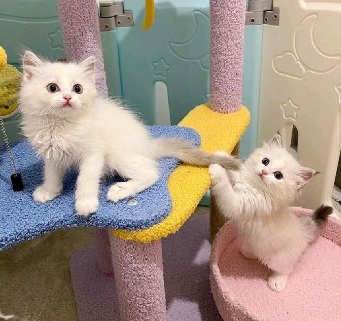 猫图片|宠物猫|猫咪|