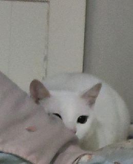 猫图片|宠物猫|猫咪|